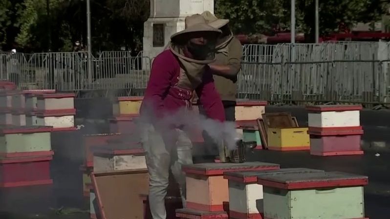 Chilští včelaři na demonstraci přinesli úly s tisícovkami včel. Sedm policistů pobodáno